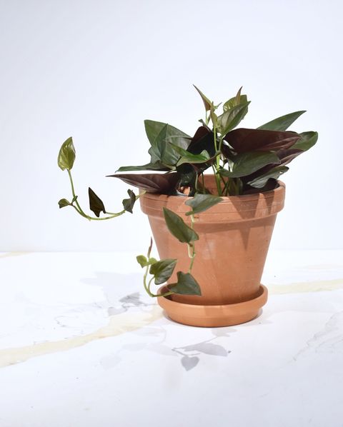 Flowerpot, Houseplant, Flower, Plant, Still life photography, Vase, Table, Plant stem, Echeveria, Ceramic, 