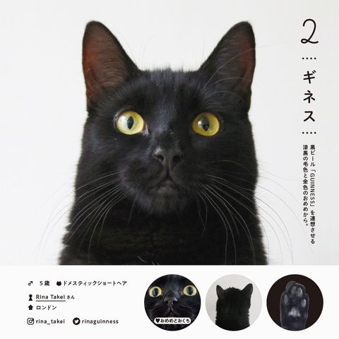史上最完整 100隻貓咪圖鑑 必須收藏 這本書紀錄了全日本網紅貓的花色和肉球