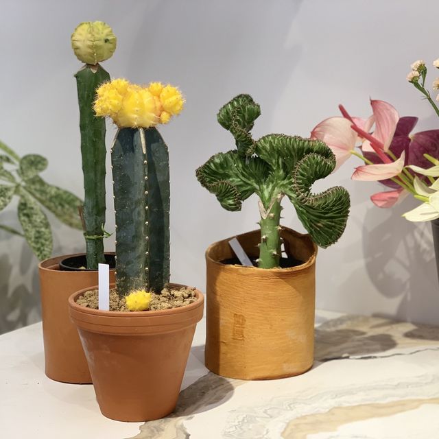 Flowerpot, Flower, Cactus, Houseplant, Vase, Plant, Botany, Floral design, Floristry, Succulent plant, 