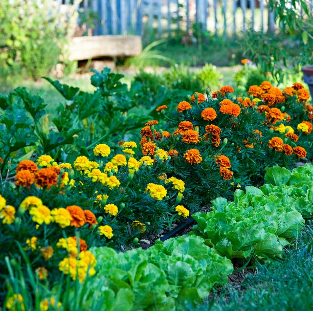 6 Sacrificial Plants To Naturally Deter Pests From Your Garden 6 sacrificial plants to naturally deter pests from your garden