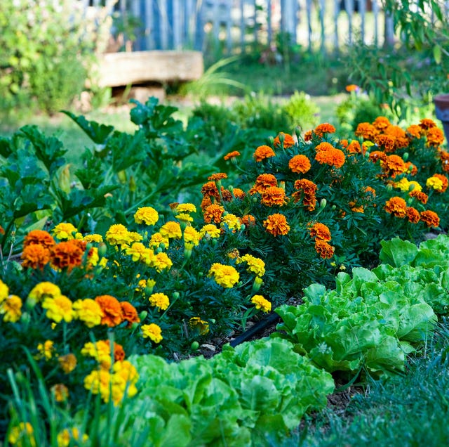 6 sacrificial plants to naturally deter pests from your garden