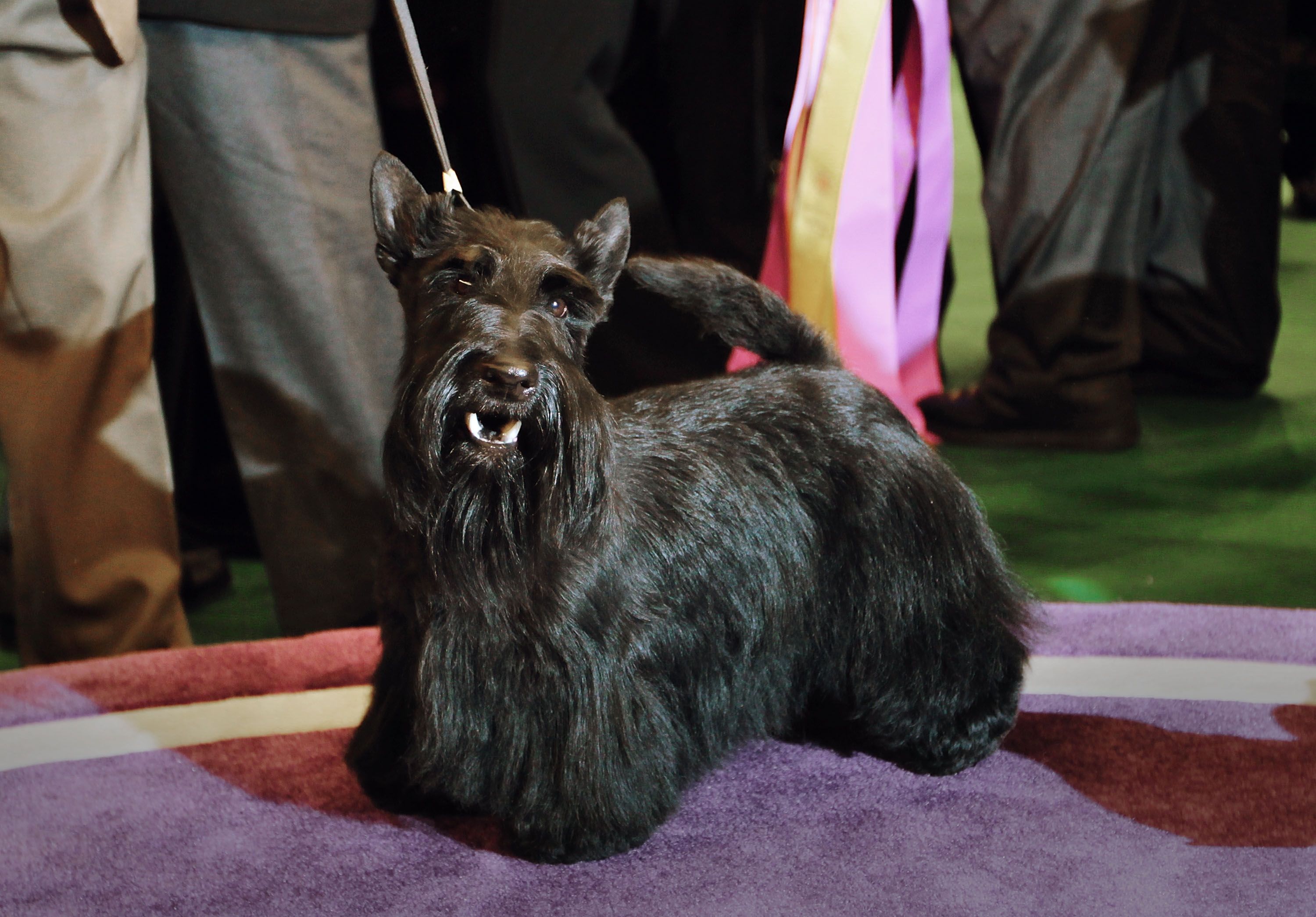 has a weimaraner ever won best in show at westminster