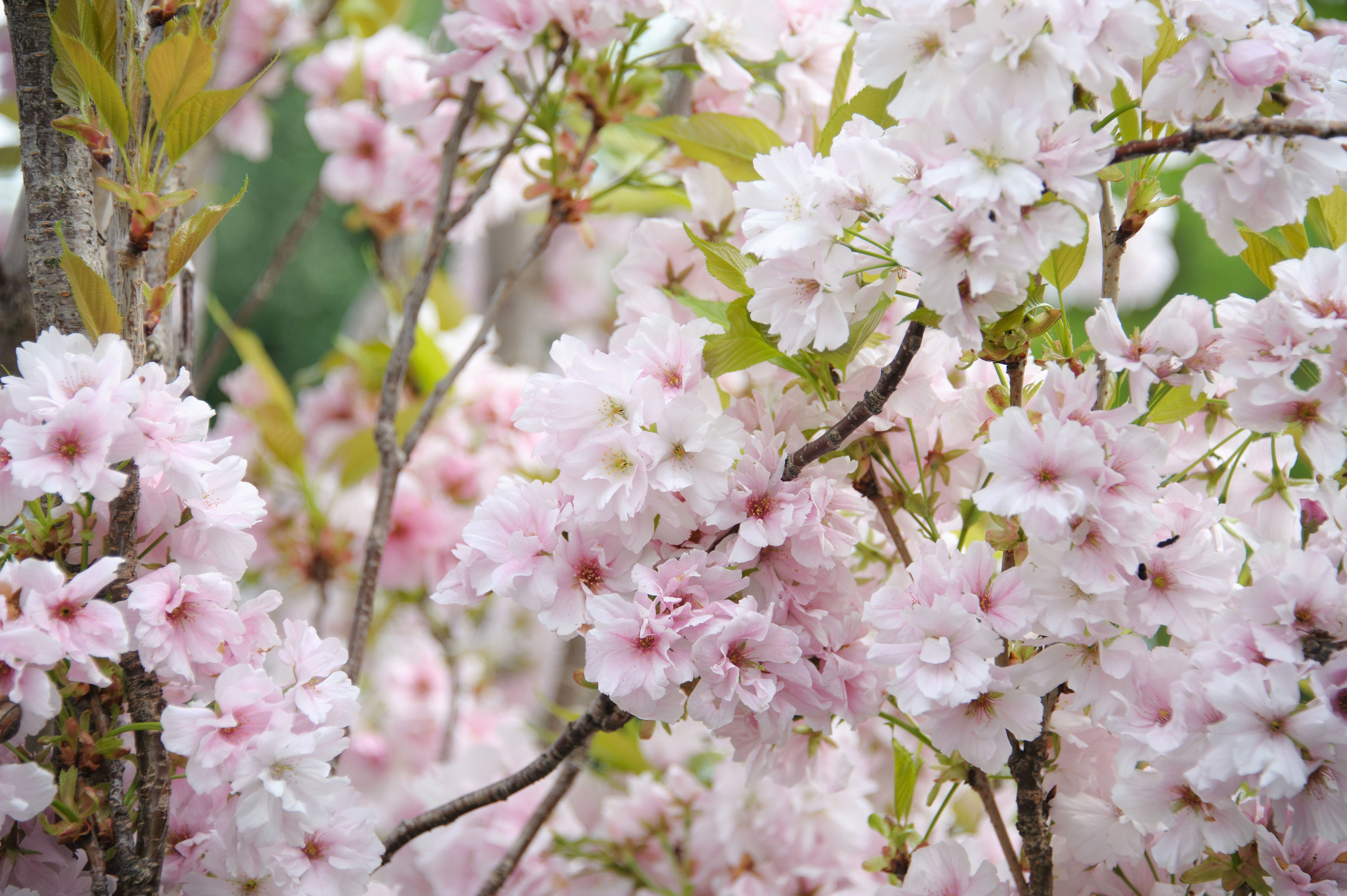 Weeping Cherry Trees For Small Gardens | Fasci Garden