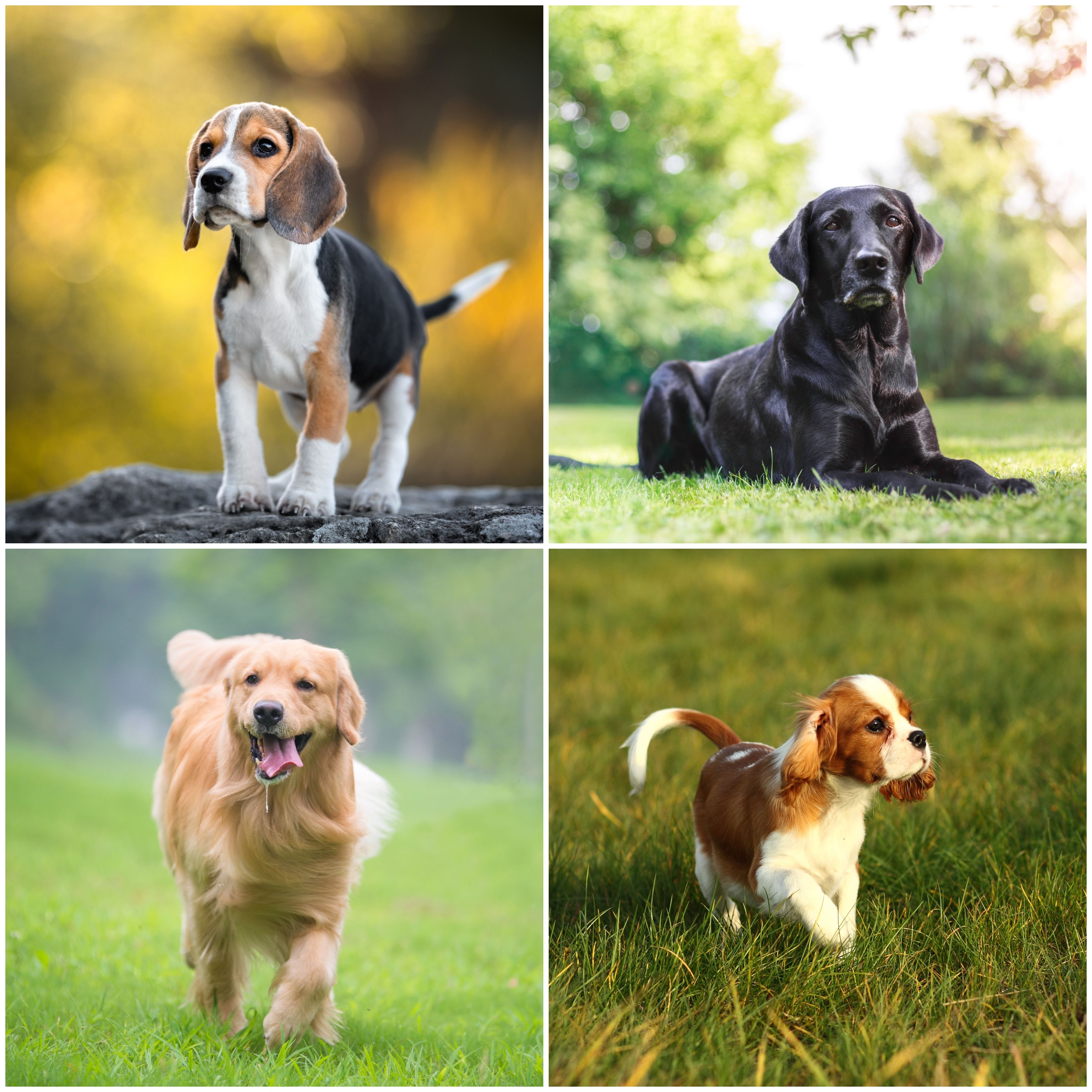 which dog breeds bite the least