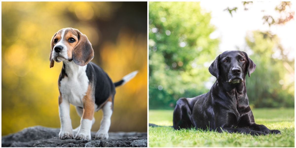 10 safe dog breeds that are least likely to bite, nip and snap