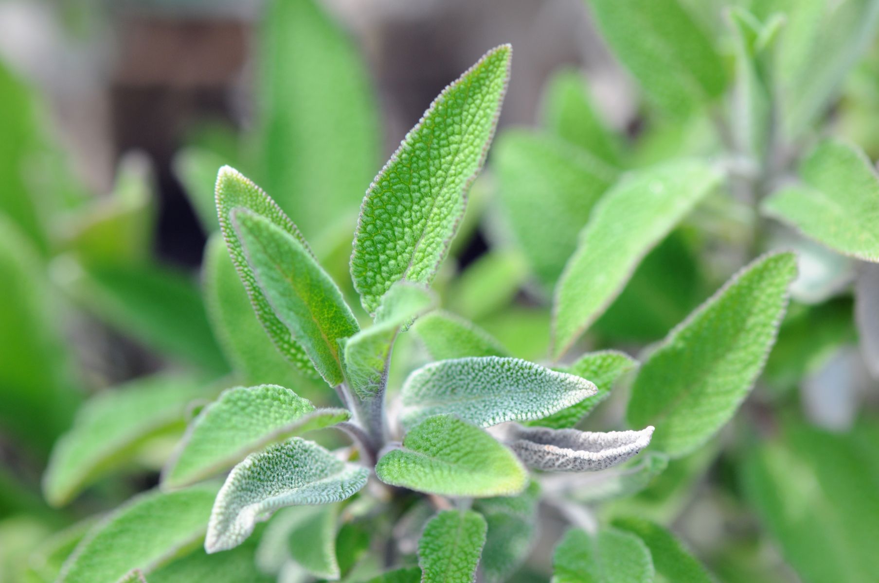 昆虫博士が教えてくれた 虫よけになりうる植物10