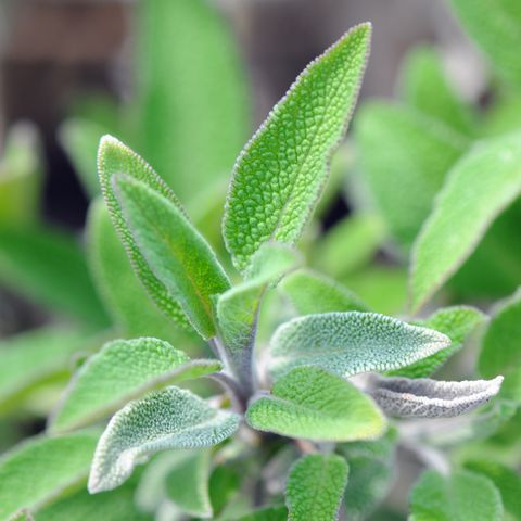 sage salvia herbal plant