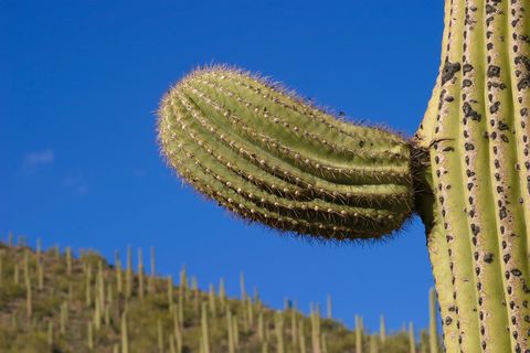 saguaro ny armdetalj