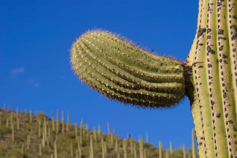 saguaro new arm részlet