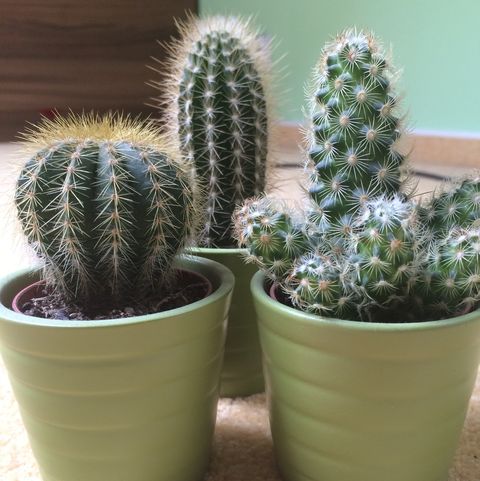 close up of potted cacti