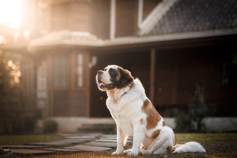 saint bernard dog in front of a house