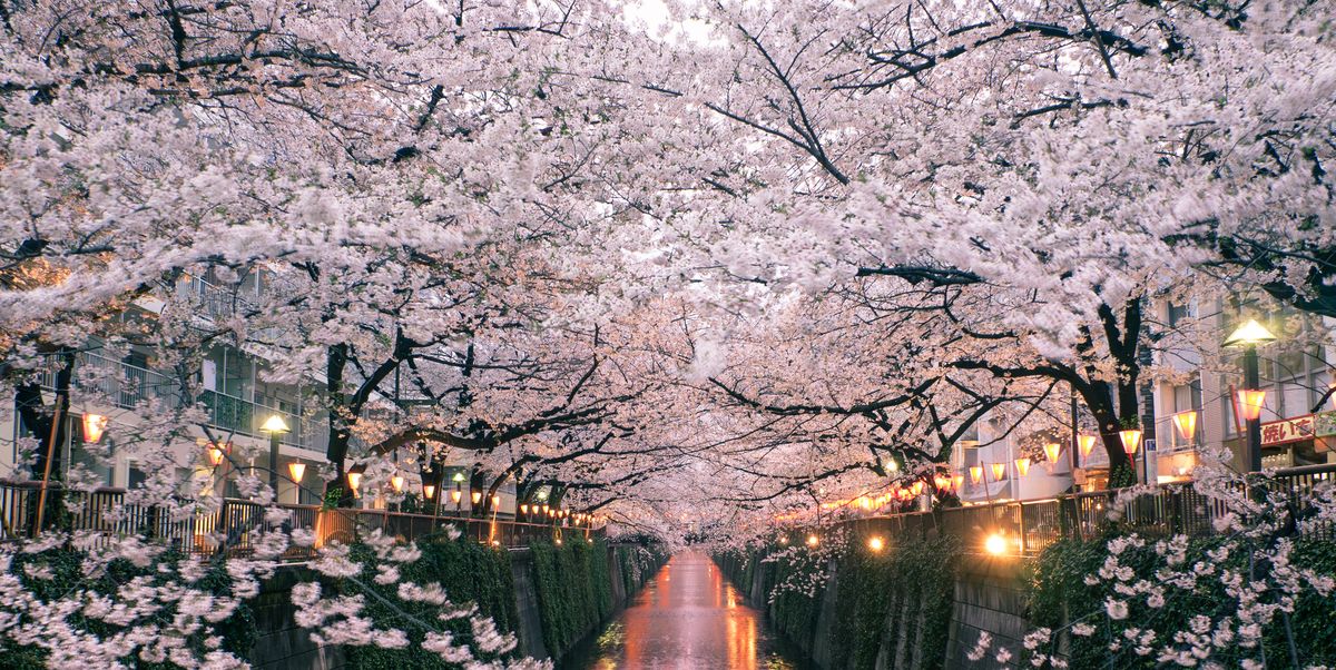 The Best Cherry Blossom Holiday In Japan For 2021