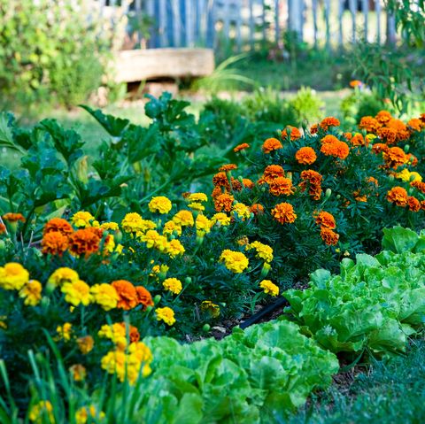 salads and marigolds in a garden