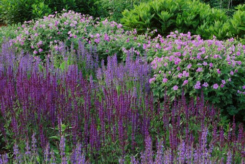 15 Of The Best Plants For A Beautiful Summer Garden Border – RHS ...