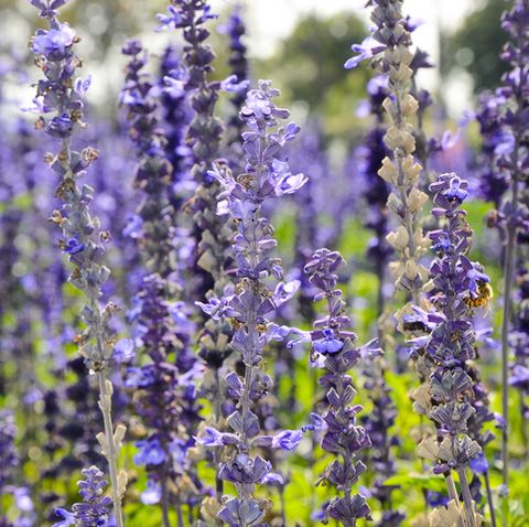 Flower, Flowering plant, Lavender, English lavender, Lavender, Plant, Hyssopus, Purple, Lavandula dentata, Common sage, 