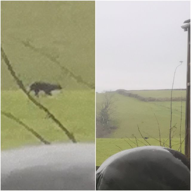 wildlife photographer says he spotted beast of exmoor as "big cat" seen prowling countryside