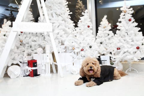 Cute Dog Pictures - Samson