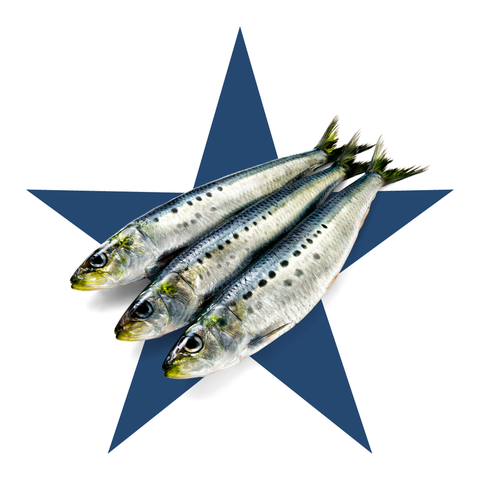 Fish, Fish, Mackerel, Atlantic spanish mackerel, Sardine, Fish products, Oily fish, Herring, Forage fish, Scombridae, 