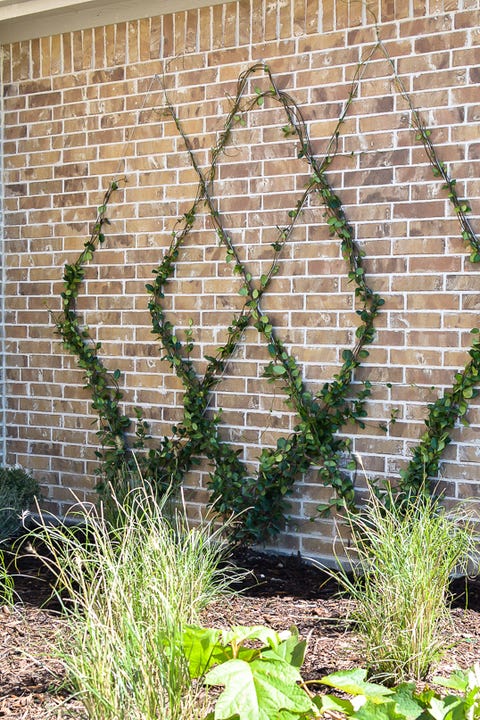 diamond wire trellis on brick wall