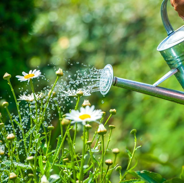 rhs urges brits to be water wise as temperatures continue to soar