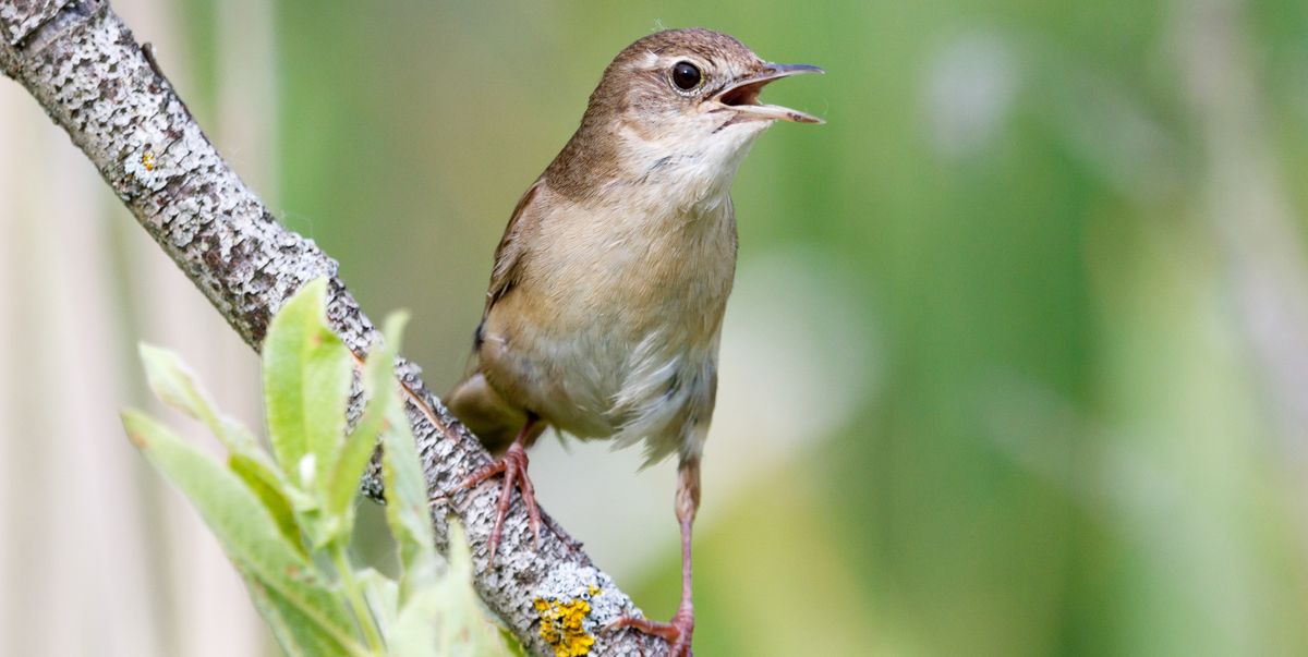 Savi's Warblers Spotted Nesting In Wales For The First Time Ever