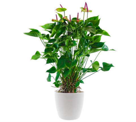 Ingang Praten tegen Lijkt op De mooiste planten voor in huis of om cadeau te geven