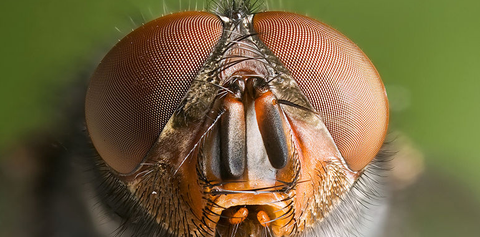 Insect, house fly, Macro photography, Net-winged insects, Close-up, Eye, Invertebrate, Pest, Tachinidae, Organ, 