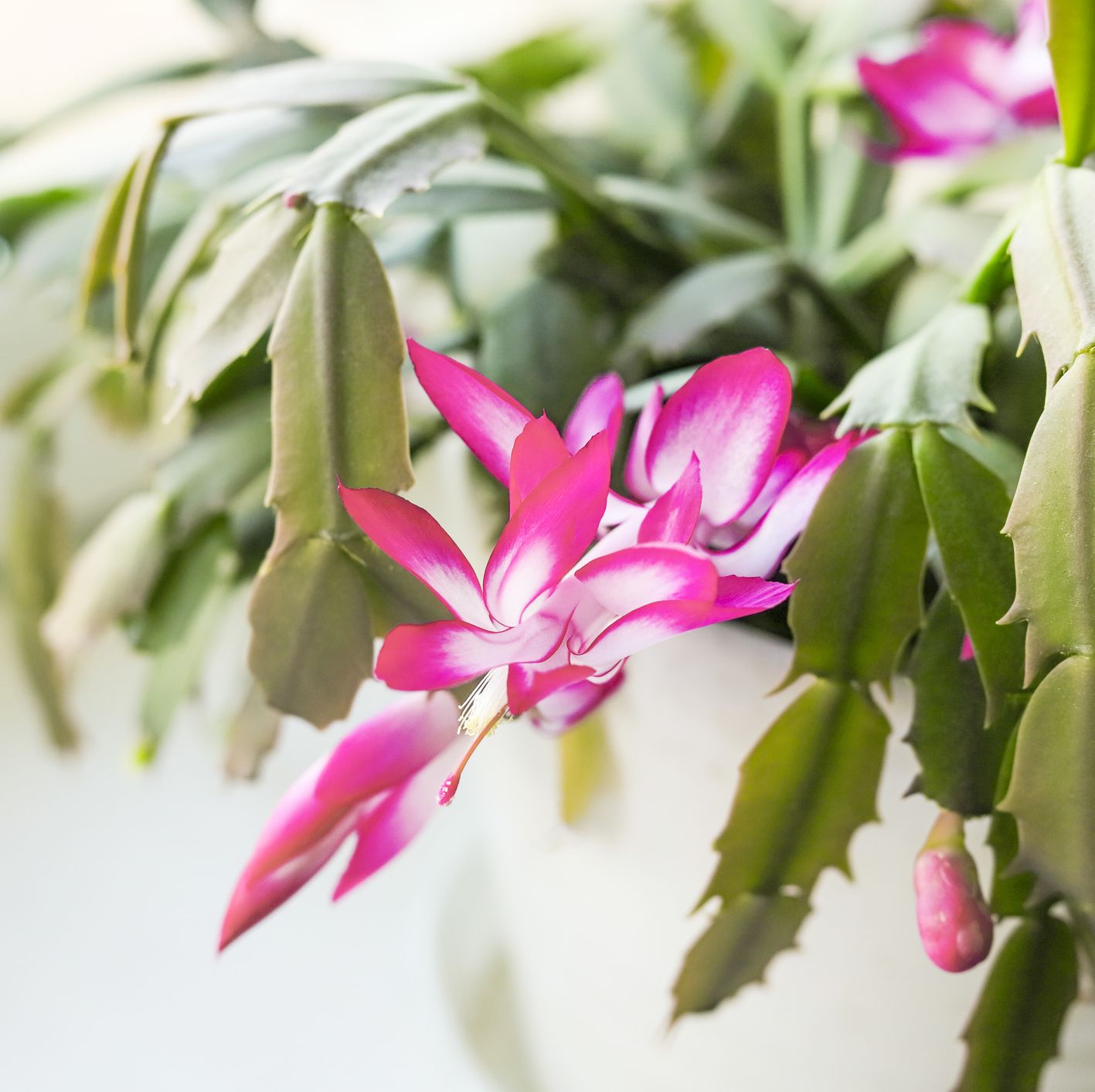 23 Vibrant Indoor Blooming Plants to Brighten Up Your Home This Winter