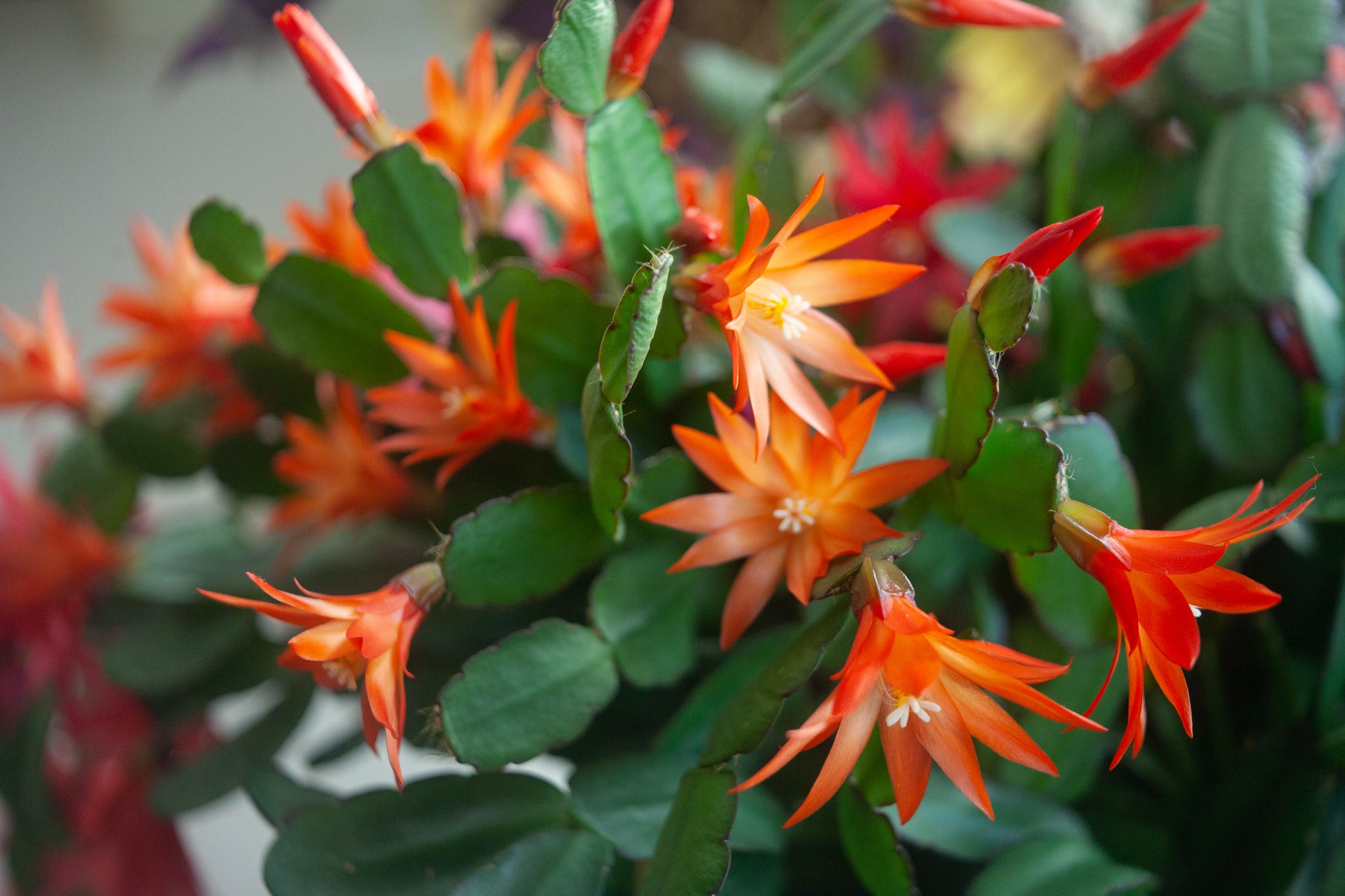 Why the Thanksgiving Cactus Is the 'It Girl' of Low-Maintenance Houseplants