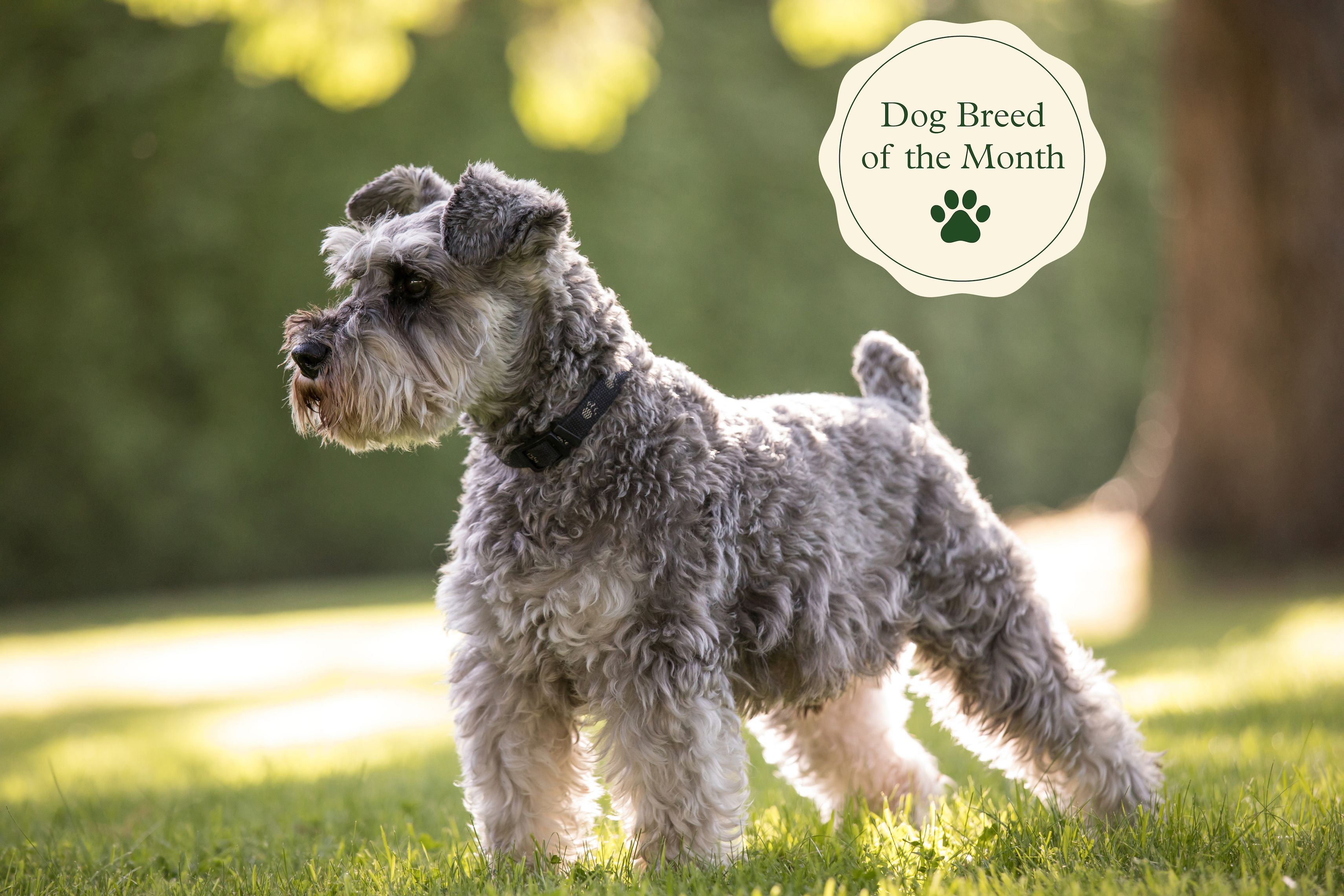 do schnauzer shed