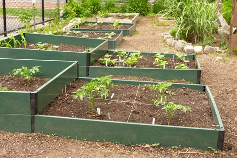 school-garden-royalty-free-image-1590605088.jpg?crop=1xw:1xhcenter,top&resize=480:*