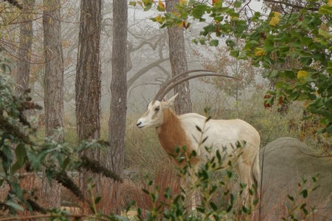Scimitar Oryx Standing In Forest