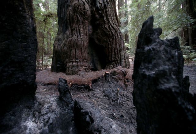 walbridge fire armstrong redwoods reserva natural estatal