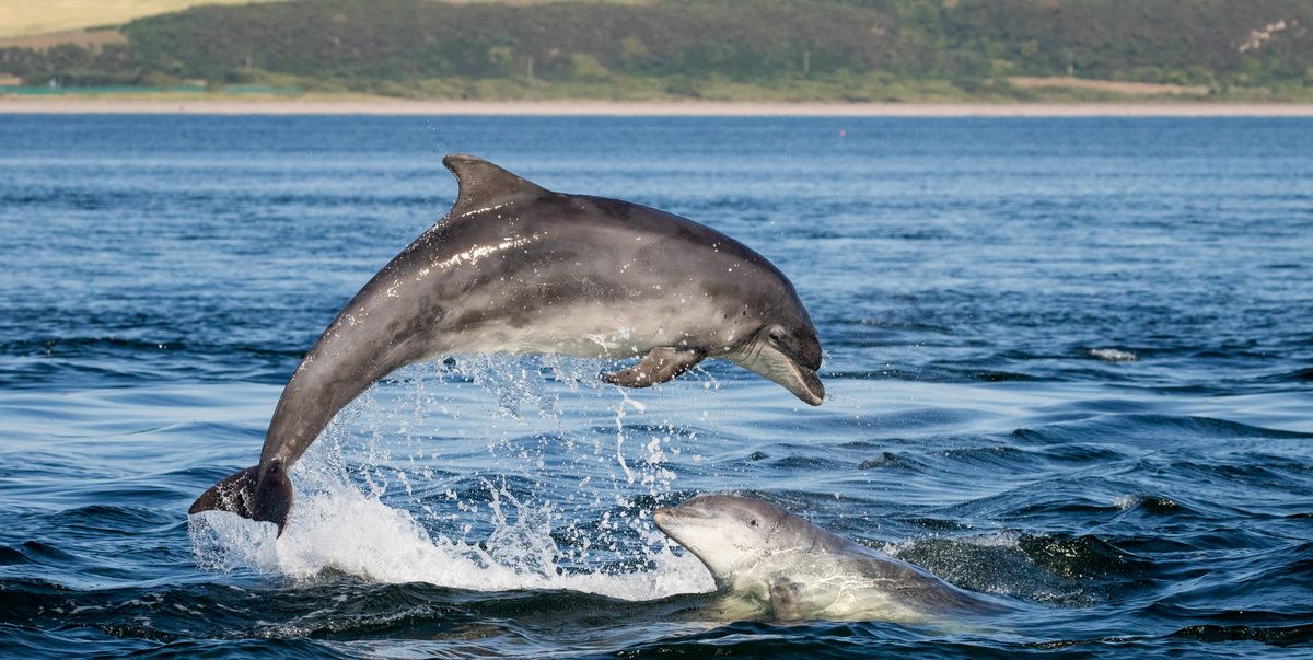2 personality traits humans share with dolphins, according to new research