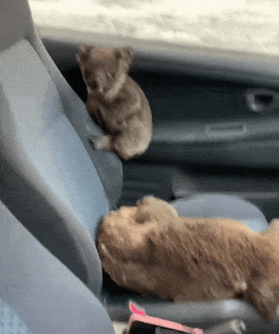 Canidae, Snout, Puppy, Fawn, Sporting Group, Dog breed, Carnivore, Car seat, Cat, 