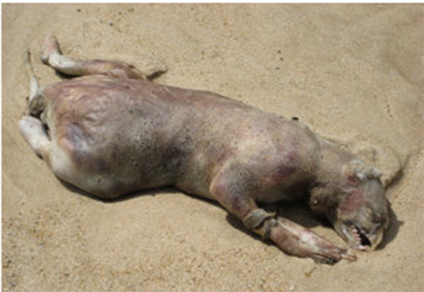 生物、皮膚、陸上動物、適応、鼻、ベージュ、野生動物、子鹿、海洋哺乳類、アザラシ、