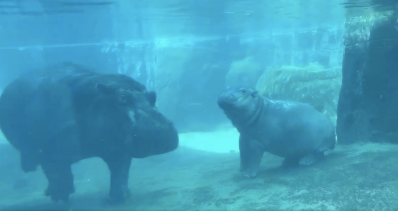 Cincinnati Zoo Updates - Fiona the Hippo