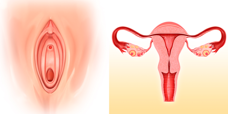 Image result for vagina