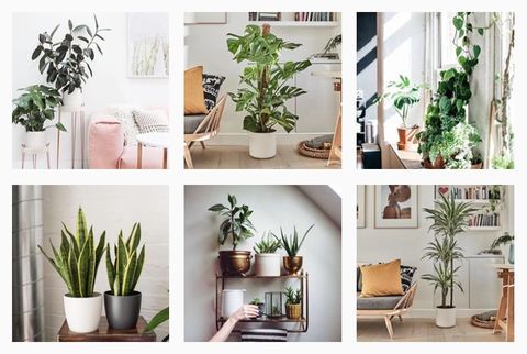 Houseplant, Flowerpot, Green, Shelf, Plant, Room, Leaf, Furniture, Wall, Interior design, 