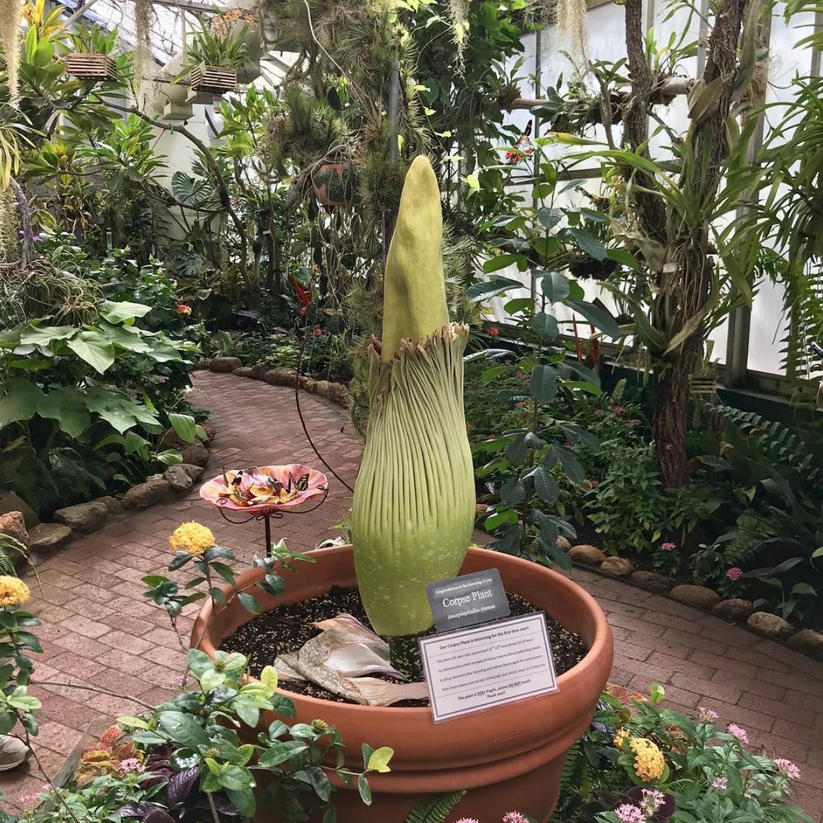 Rare Corpse Flower Blooms At Tucson Botanical Garden In Arizona