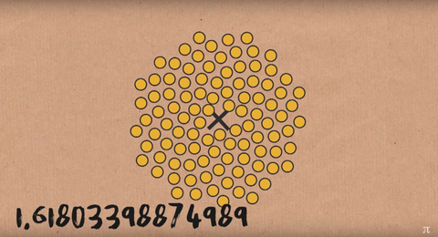 The Mysteries Of The Golden Ratio Explained By Math And Sunflowers The Mysteries Of The Golden Ratio Explained By Math And Sunflowers