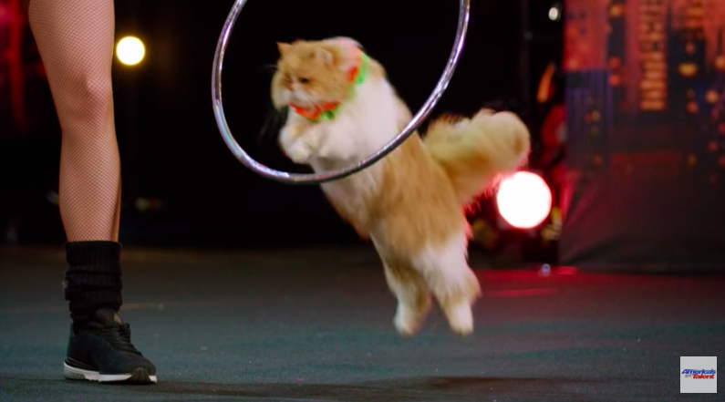 The Cats of 'America's Got Talent'