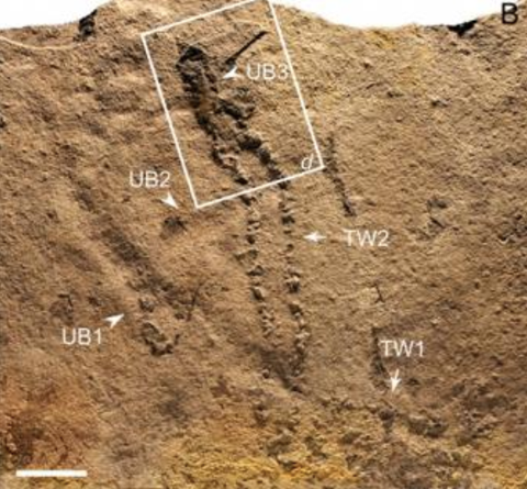 Scientists Discover Oldest Animal Footprints Found on Earth Scientists Discover Oldest Animal Footprints Found on Earth - 480 x 445 png 438kB