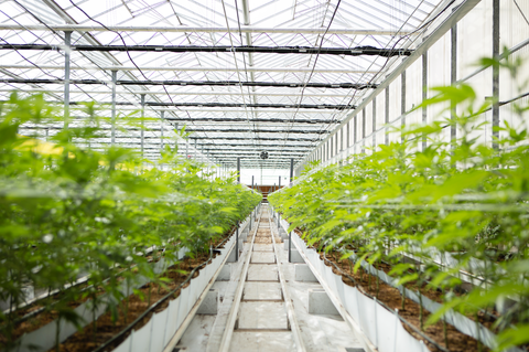 Inside One Arizona Cannabis Operation's Mission to Spread the Culture