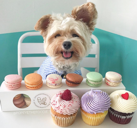 Dog, Canidae, Cupcake, Yorkshire terrier, Food, Cake, Buttercream, Dessert, Icing, Puppy, 