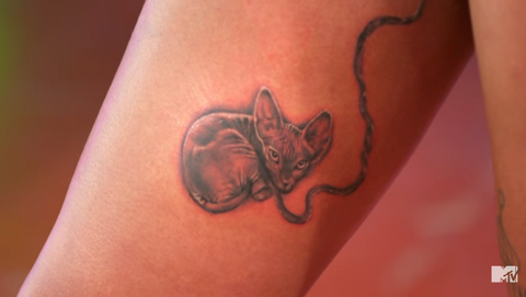 obsession cat
