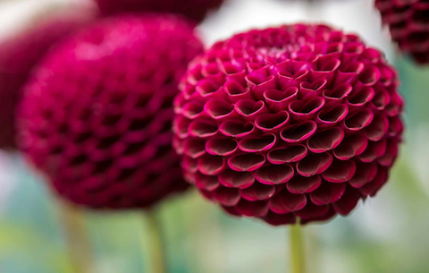 Pom Pom Dahlias Pom Pom Dahlias photo