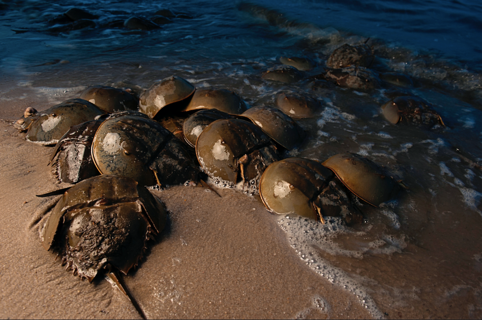 study-horseshoe-crabs-really-are-arachnids-just-like-spiders