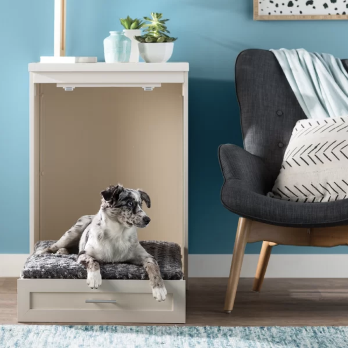 mini murphy bed dog
