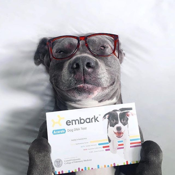 doggy dna test amazon